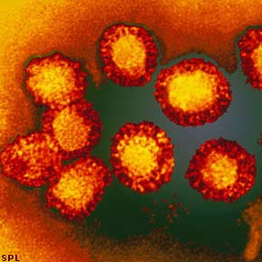 Il Virus della Febbre del Nilo