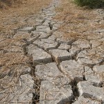 A Roma riunione della Fao per il problema mondiale dell’acqua